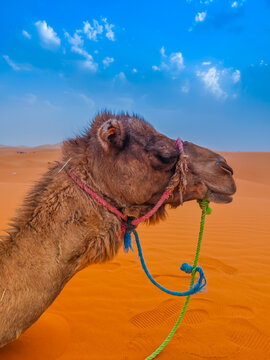 Camel head posing in the Sahara desert sand dunes in Merzouga, Morocco. Animal face, rest moment