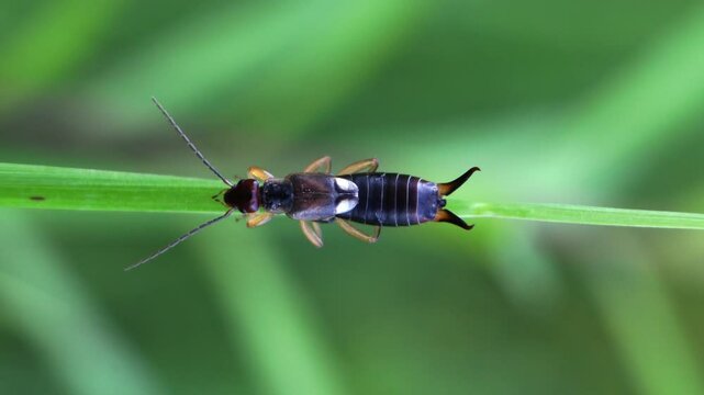 earwig sitting on a grass stem. Dermaptera insect on green natural background
