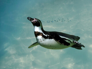 Humboldt penguin (Spheniscus humboldti) swimming under blue water by making strings of bubbles  © Christian Musat