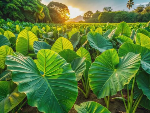 Vibrant green taro plants with large elephant ear-shaped leaves grow in a lush field, bathed in warm sunlight, surrounded by lush foliage in a serene garden.