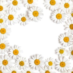 Fototapeta premium Chamomile flowers collection on white. Set of colorful Chamomile or Daisy flowers background, top view. Floral pattern.