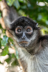 Close up of a Geoffroy's Spider Monkey's face staring intently into the camera from the jungle in...