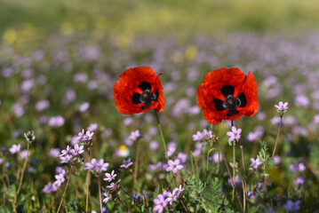 .Red poppy (Papaver rhoeas) and other flowers meadow in sunlight, selective focus. Blooming poppies and meadow flowers lanscape, low angle shot, natural floral background, Armenia.