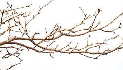 Dry branches Twigs isolated on white background