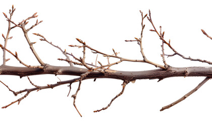 Obraz premium Dry branches Twigs isolated on white background