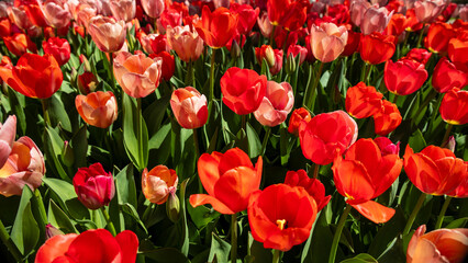 Top view of large bed of pink and red tulips in full bloom; tulips are symbols of happiness, love,...