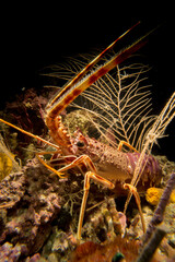 A spiny lobster Palinurus elephas underwater in the Mediterranean sea, Alghero, Sardinia, Italy.