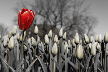 Obraz premium Single Red tulip bloom isolated on black-white background; tulips are symbolic of happiness, love, joy, romance and spring 