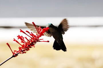 Hummingbird feeding on the nectar of flowers © Mrio