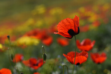 Red poppy (Papaver rhoeas) field landscape, selective focus. Closeup of blooming poppies, low angle shot, natural floral background, Armenia.