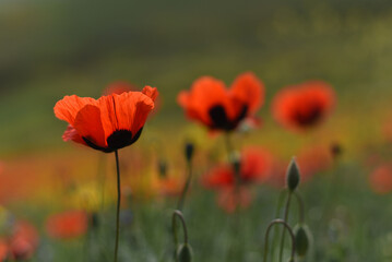 Red poppy (Papaver rhoeas) field landscape, selective focus. Closeup of blooming poppies, low angle shot, natural floral background, Armenia.