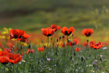Red poppy (Papaver rhoeas) field landscape, selective focus. Closeup of blooming poppies, low angle shot, natural floral background, Armenia.