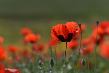 Red poppy (Papaver rhoeas) field landscape, selective focus. Closeup of blooming poppies, low angle shot, natural floral background, Armenia.