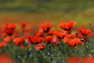 Red poppy (Papaver rhoeas) field landscape, selective focus. Closeup of blooming poppies, low angle shot, natural floral background, Armenia.
