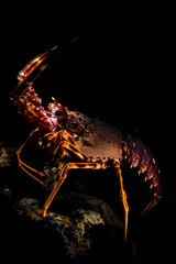 A spiny lobster Palinurus elephas underwater in the Mediterranean sea, Alghero, Sardinia, Italy.