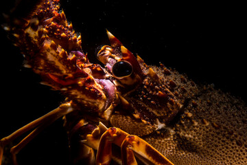 A spiny lobster Palinurus elephas underwater in the Mediterranean sea, Alghero, Sardinia, Italy.