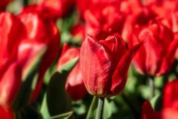 Bright red tulips in a large flower bed; tulips are symbolic of happiness, love, joy, and well wishes; concepts of spring, romance, and festivals