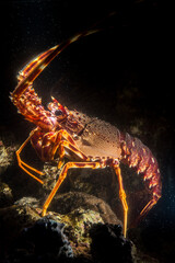 A spiny lobster Palinurus elephas underwater in the Mediterranean sea, Alghero, Sardinia, Italy.