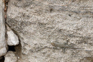 Ägäischer Nacktfinger, Ägäischer Nacktfinger-Gecko // Kotschy's gecko (Mediodactylus kotschyi) - Milos, Greece