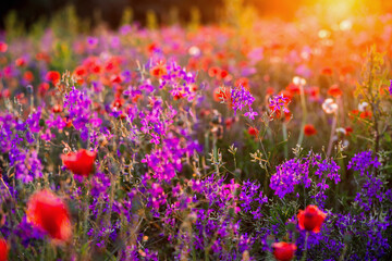 Purple small wildflowers of Forking Larkspur known as Consolida regalis in spring meadow.