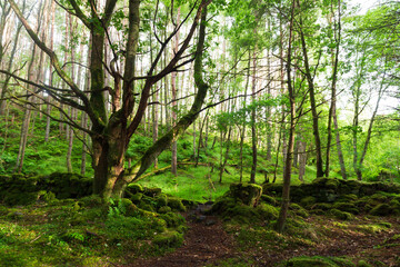 A remote forest trail in the Scottish Highlands