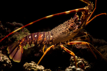 A spiny lobster Palinurus elephas underwater in the Mediterranean sea, Alghero, Sardinia, Italy.