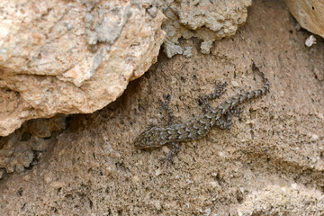 Ägäischer Nacktfinger, Ägäischer Nacktfinger-Gecko // Kotschy's gecko (Mediodactylus kotschyi)...