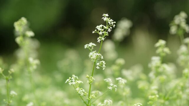 Galium mollugo. Galium odoratum, sweet woodruff or sweet scented bedstraw. Galium mollugo named white bedstraw or hedge bedstraw.