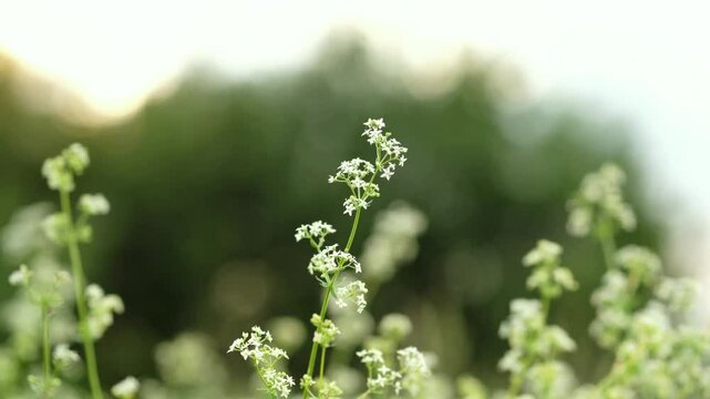 Galium mollugo. Galium odoratum, sweet woodruff or sweet scented bedstraw. Galium mollugo named white bedstraw or hedge bedstraw.