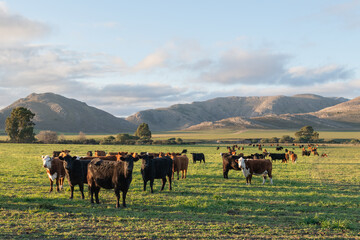Group of young black and brown steers in the meadow and mountains