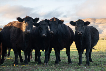 Group of young black steers in the meadow and mountains