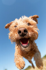 Happy brown dog runs and leaps toward the camera with a joyful expression on its face
