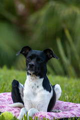 beautiful spring portrait of adorable Black Brazilian Terrier Dog in the blossoming park