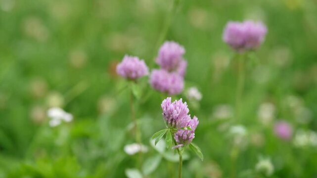 Red clover (Trifolium pratense). Blooming red clover (Trifolium pratense) in the meadow.