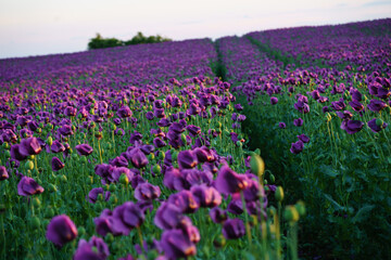 Intensive cultivation of industrial purple poppy in the field for the food industry