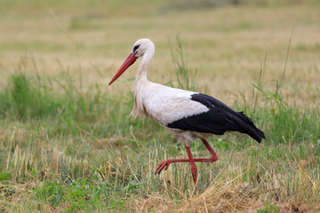 portrait of a white stork in the field after the summer harvest looking for food
