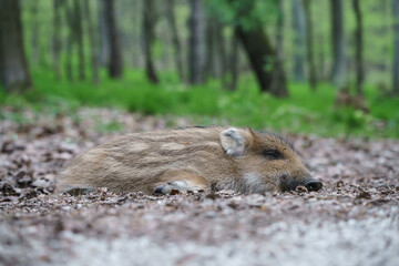 A small striped baby wild boar sleeps alone in the forest on a spring morning