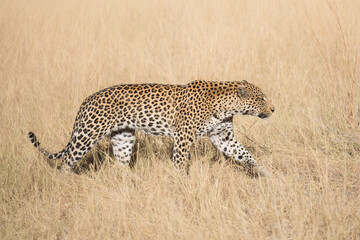 Africa wildlife. Panthera leopard, Panthera pardus, levhart, predator native Africa, Botswana. Wildlife, typical environment of leopard subspecies. On the rock. National park Moremi, Okavango, Kwai.
