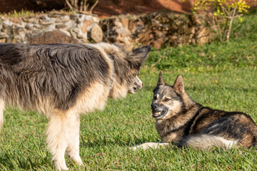 portrait of a mantiqueira shepherd, a Brazilian dog breed, being attacked by a border collie