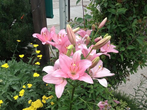 pink flowers in garden