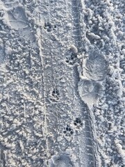 dog footprints in snow on the road