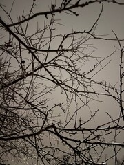 branches of a tree in winter night