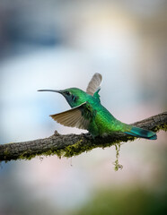 Colibri serrirostris © HelvyGiovanny
