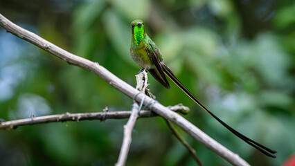 colibri colilargo mayor