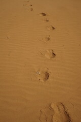 footprints on the beach sand