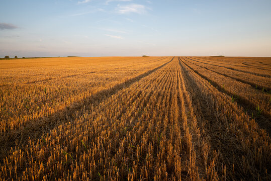a harvested grain field, stubble, stubble field in the evening light with tracks