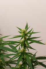 Cannabis Hanf Pflanze mit Blüten kurz vor der Ernte