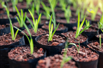 Iris domestica seedlings