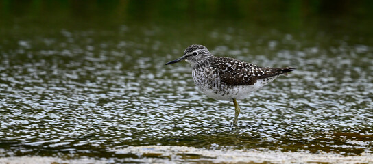 Bruchwasserläufer // Wood sandpiper (Tringa glareola)