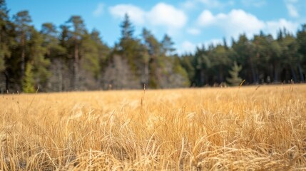 Fototapeta premium Golden wheat field with a forest backdrop. Perfect for nature, agriculture, or rural themed projects.